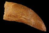 Carcharodontosaurus Tooth - Real Dinosaur Tooth #121507-1